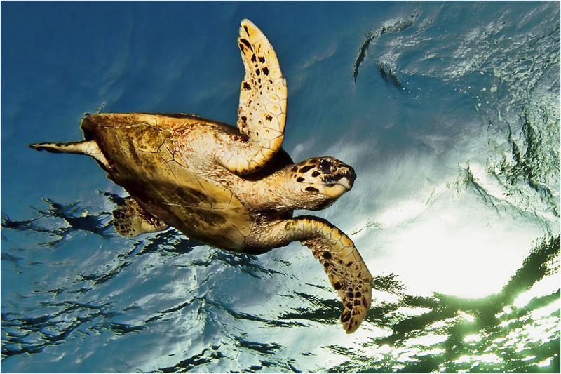 Egypt, Sharm El Sheikh